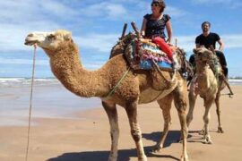 dromadaire-sur-la-plage-agadir-430x408