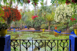 jardin-majorelle (2)